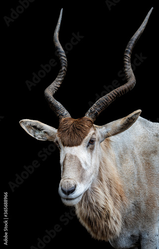 Portrait of addax with black background photo