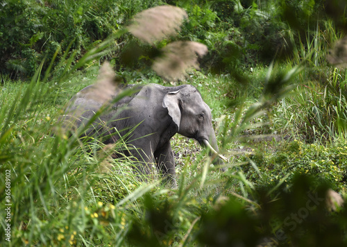 Wild elephant grazing in a paddy field.