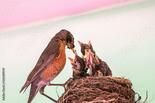 Fototapeta Naklejka Na Ścianę i Meble -  American robin parents are feeding their babies with worms
