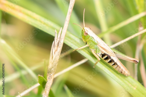 Common Green Grasshopper with a Missing Leg