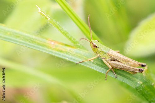 Meadow Grasshopper © Steve Simons