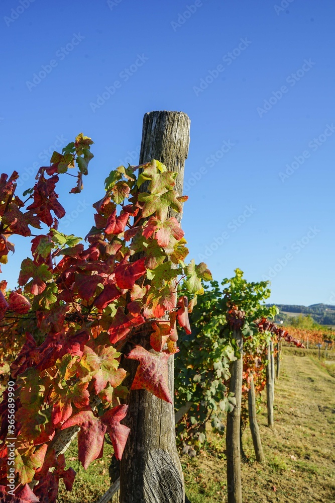 Vineyards in Langhe