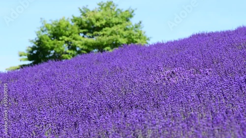 幌見峠のラベンダー畑 / 北海道札幌市の観光イメージ