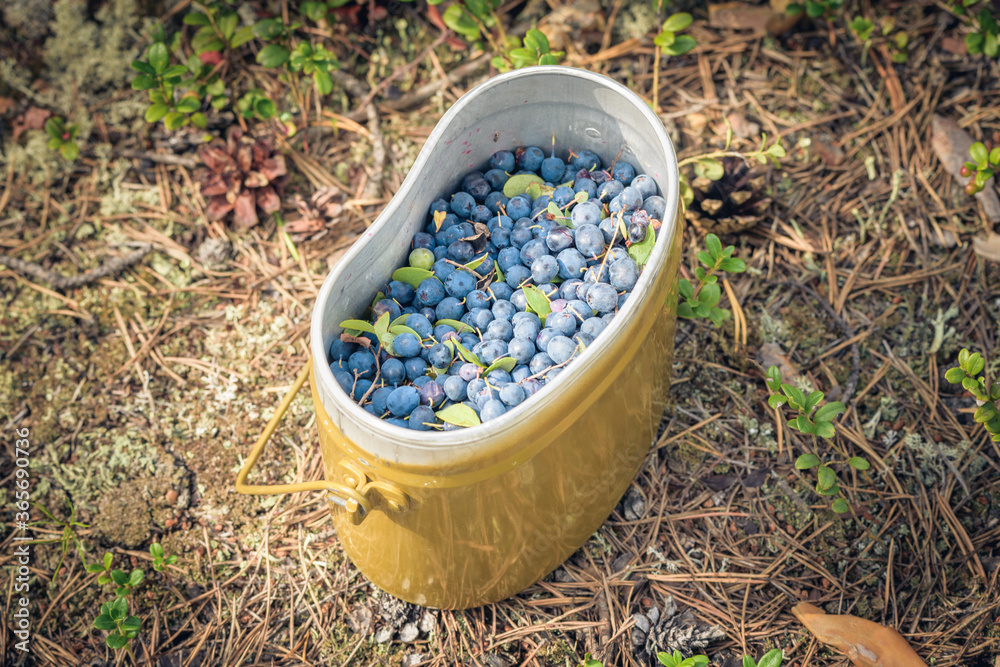 Army bowler with blueberries in the forest. Army bowler with blueberries in the forest.