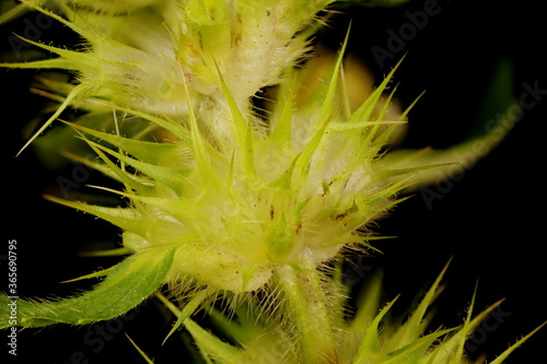 Large-Flowered Hemp-Nettle (Galeopsis speciosa). Verticillaster Closeup photo