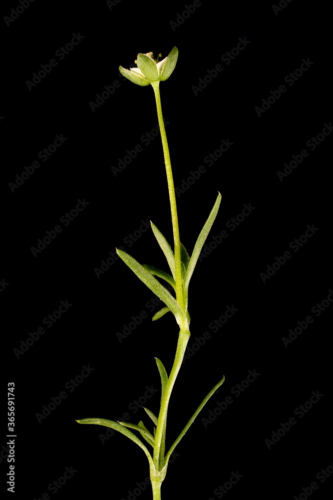 Procumbent Pearlwort (Sagina procumbens). Habit Procumbent Pearlwort (Sagina procumbens). Habit