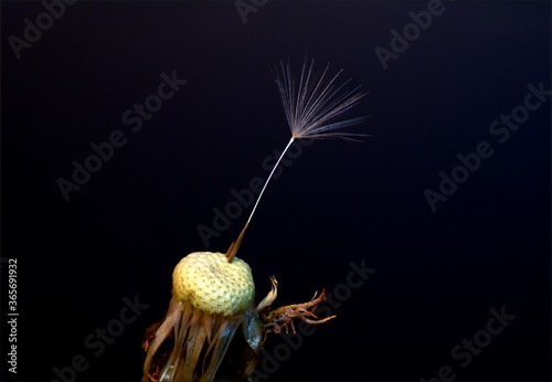 Dandelion with single seed against black background