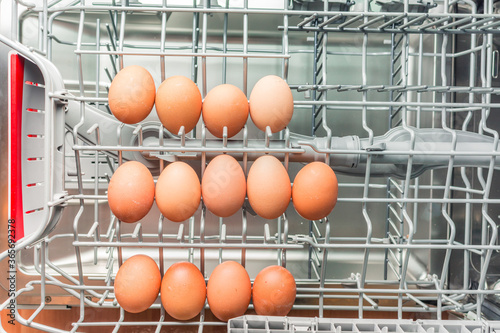 Yellow eggs lie in the dishwasher tray