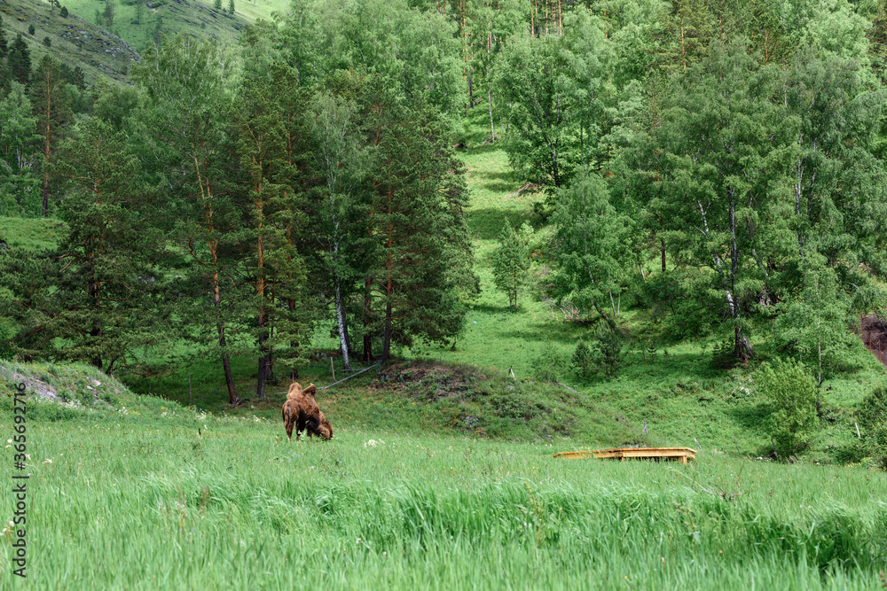 Mountain two humped camel with warm wool grazes in mountainous area. Mountain two humped camel with warm wool grazes in mountainous area.