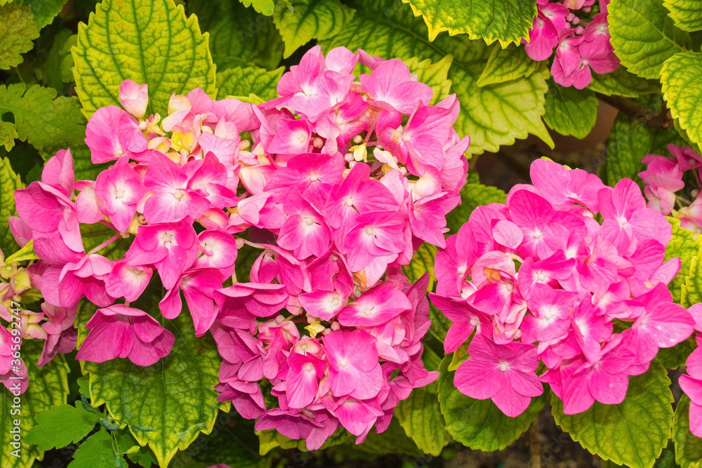 Flowers on a Hydrangea Macrophylla growing in Friuli, Italy. Also known as Hortensia, Pink Mophead Hydrangea, Bigleaf Hydrangea, Penny Mac, French Hydrangea and Lacecap Hydrangea.
Flowers on a Hydrangea Macrophylla growing in Friuli, Italy. Also known as Hortensia, Pink Mophead Hydrangea, Bigleaf Hydrangea, Penny Mac, French Hydrangea and Lacecap Hydrangea.
