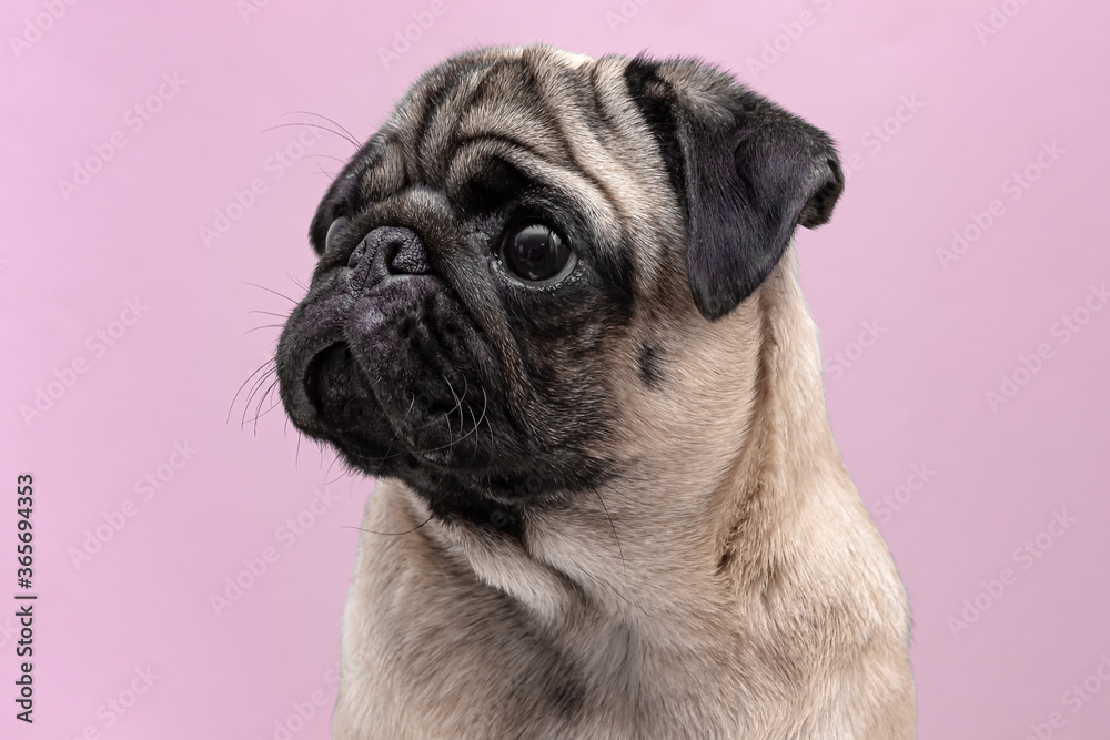 beige dog pug female close up. portrait on pink background