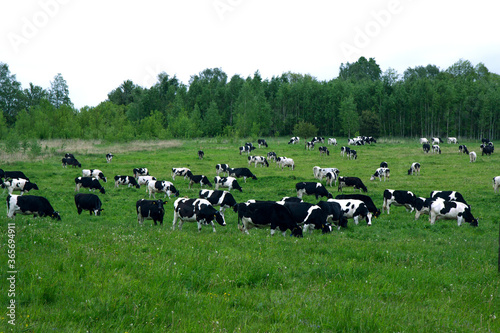Herd of cows grazing and resting in the middle of the field