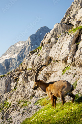 Alpine Ibex in Julian Alps