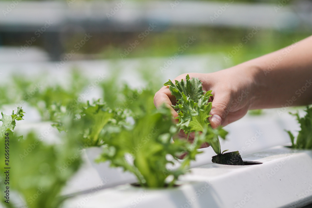 Young women are harvesting organic vegetables from hydroponics to grow vegetables that are healthy. Growing with a hydroponic system, resulting in organic vegetables that the market needs.