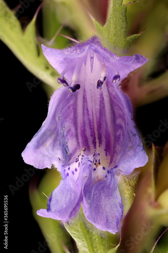 Moldavian Dragon-Head (Dracocephalum moldavica). Flower Closeup photo