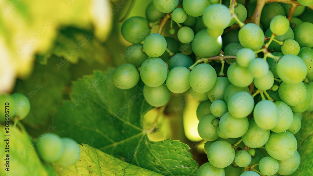 Closeup of grapes growing on the vine amongst leaves