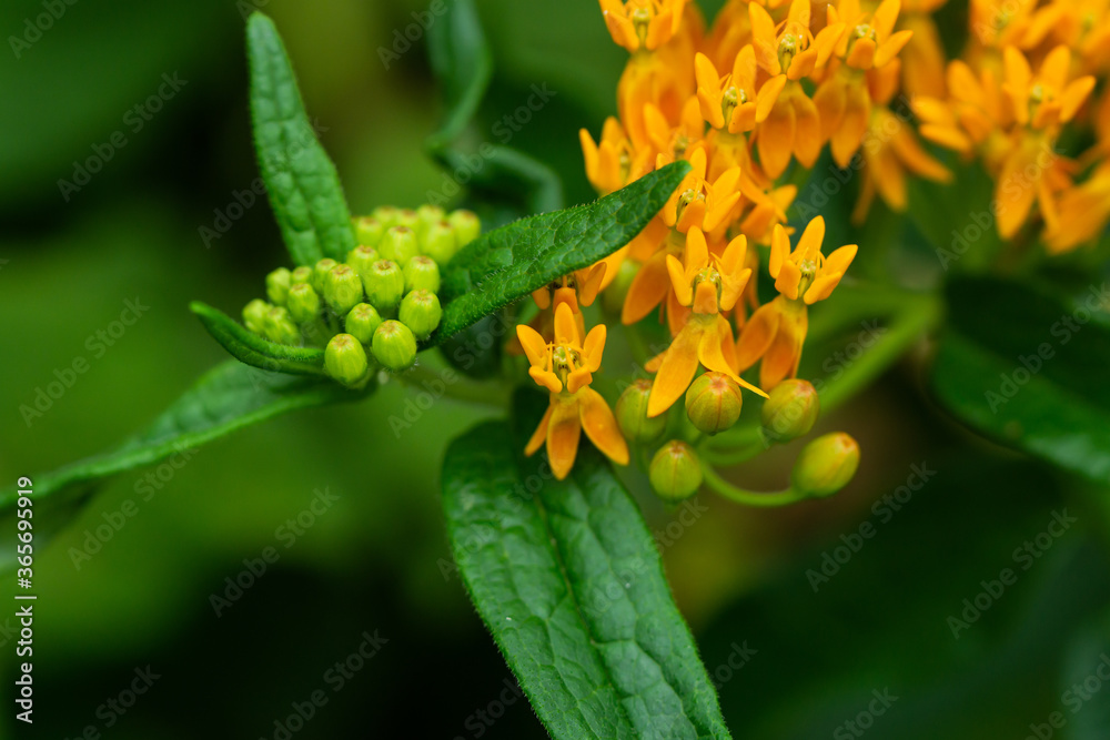 Butterfly Weed Flowers in Summer Butterfly Weed Flowers in Summer