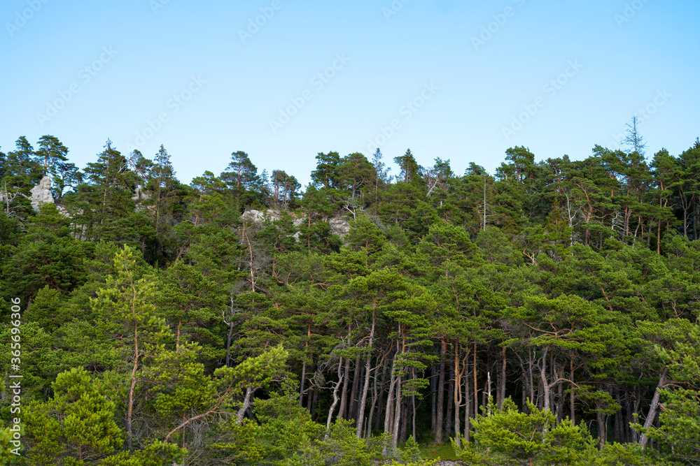 Limestone cliff with pine trees underneath, Sweden Limestone cliff with pine trees underneath, Sweden