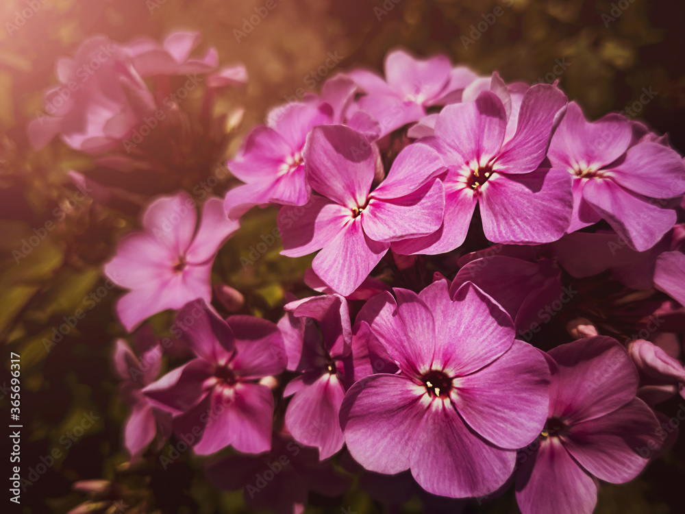 Beautiful lilac flower phlox close-up on a flower bed. The concept of bloom, spring, summer.