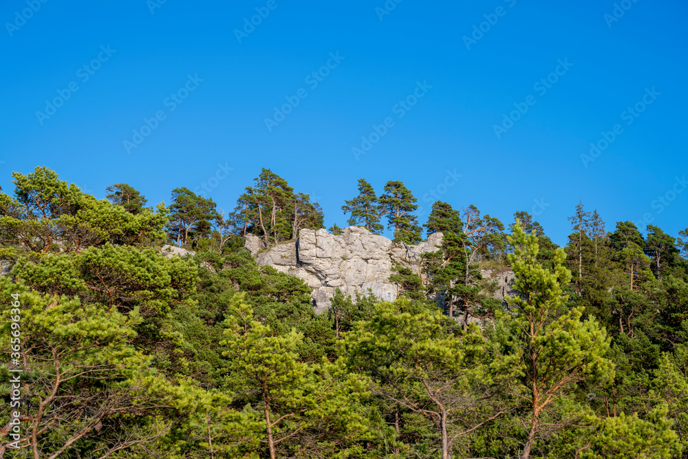 Limestone cliff with pine trees underneath, Sweden