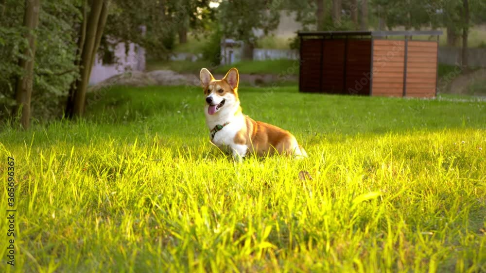 Corgi dog. Golden hour evening time on golden grass Corgi dog. Golden hour evening time on golden grass