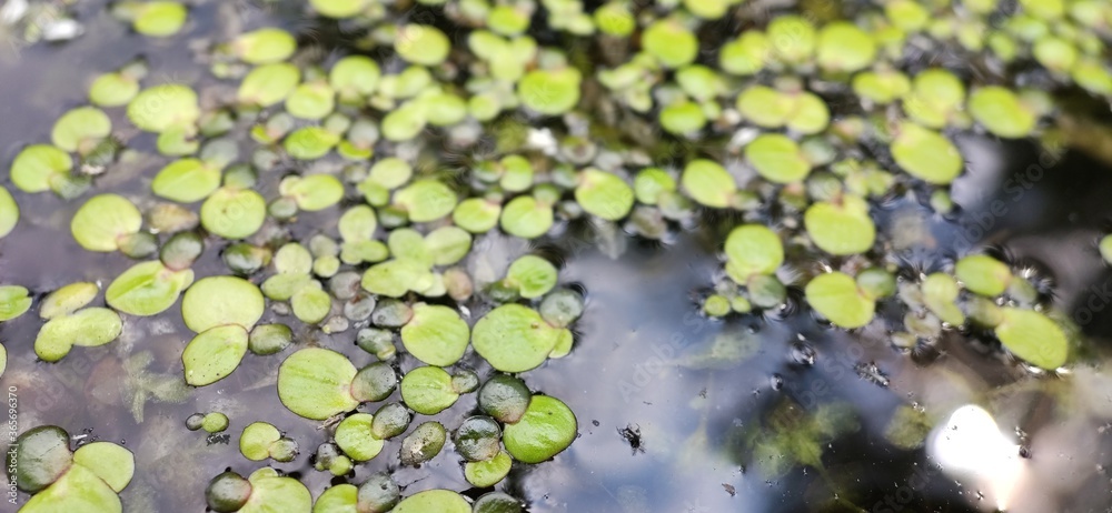 Green duckweed floating on the water. Natural, work. close up Green duckweed floating on the water. Natural, work. close up