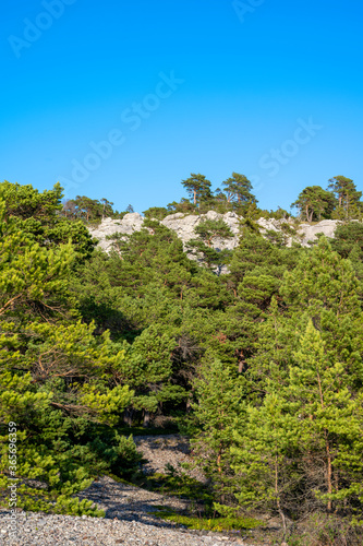 Limestone cliff with pine trees underneath, Sweden