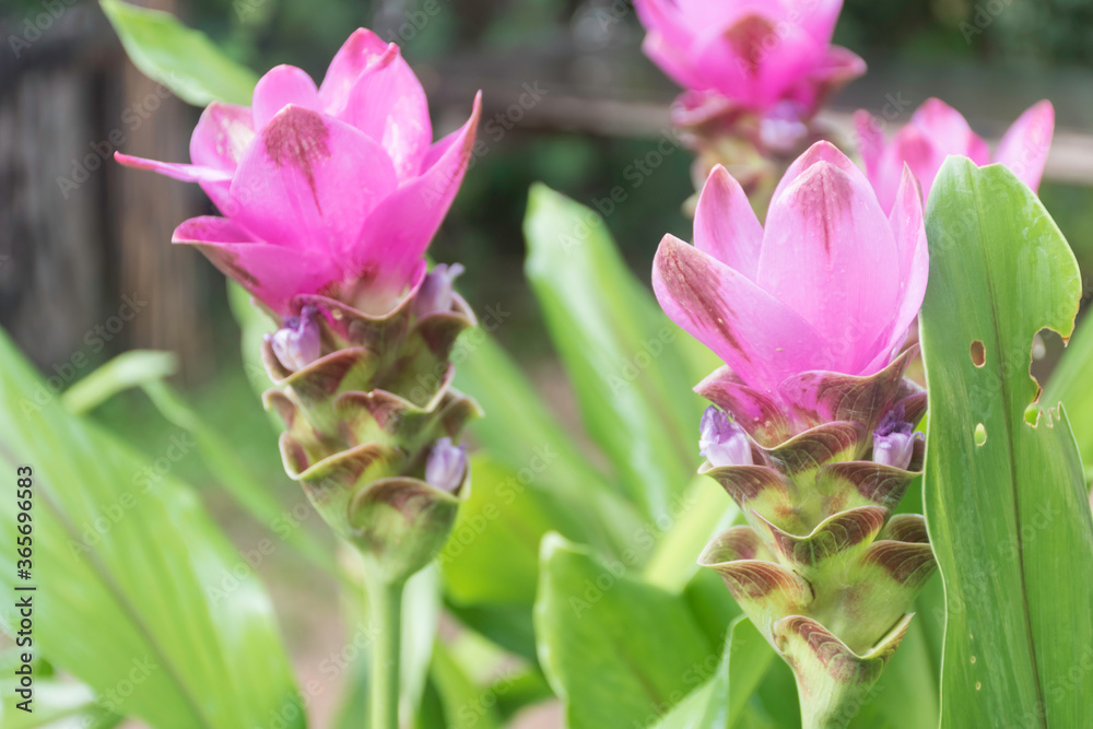 Many light purple Siamese tulips have green leaves. Many light purple Siamese tulips have green leaves.