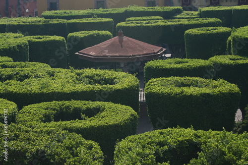Round trimmed tree tops in Garden in San Miguel de Allende Mexico 2009