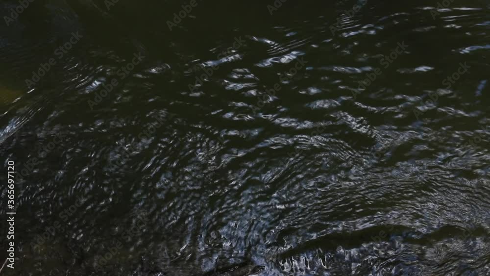 Waters of a dirty river in a city park. Filmed from above, from the shore Waters of a dirty river in a city park. Filmed from above, from the shore