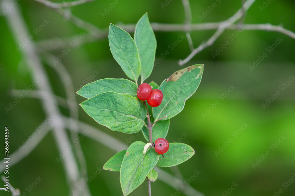 Honeysuckle Fruits in Summer Honeysuckle Fruits in Summer