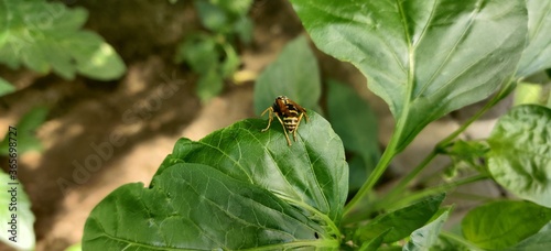 wasp on a leaf