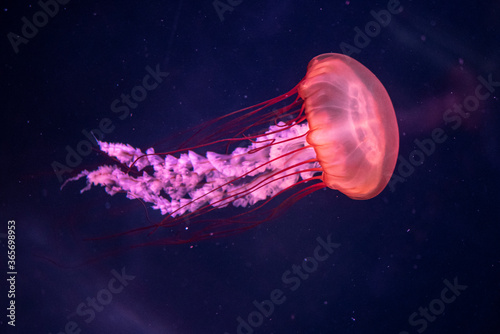 Fotografiet jellyfish in aquarium