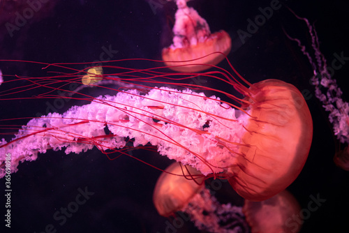 Photography jellyfish in aquarium