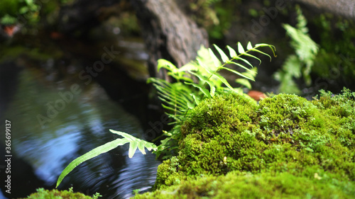 Fern forest tropical jungle close-up green lush waterfall background