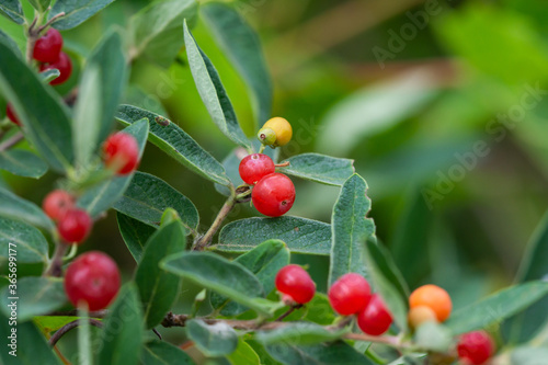 Honeysuckle Fruits in Summer