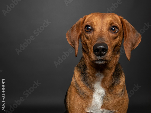 Frontal studio portrait of a brown Segugio maremmano dog in front of a dark gray background.