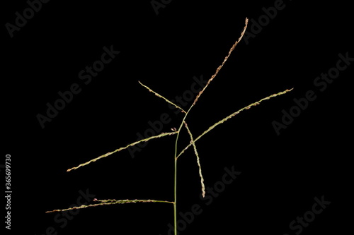 Smooth Finger Grass (Digitaria ischaemum). Inflorescence Closeup