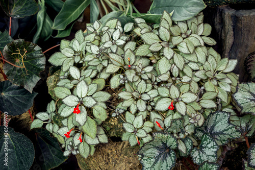 Episcia cupreata plant or flame violet plant on pot in the garden.(Episcia Cupreata (Hook.) Hanst)