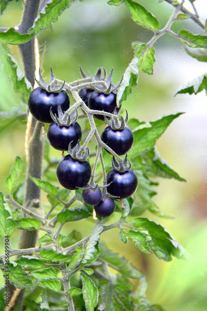 Schwarze Tomaten