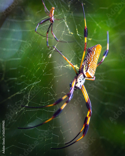 Golden Silk Spiders facing each other in multiple layers of webs!