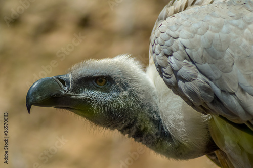Portrait of an isolated cape vulture in a zoo in South Africa photo
