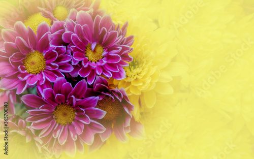 colorful chrysanthemum flowers with yellow ccolored blur  filtered natyre background