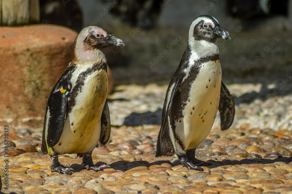 Fototapeta premium Cape Penguin in Ushaka Marine world Durban South Africa