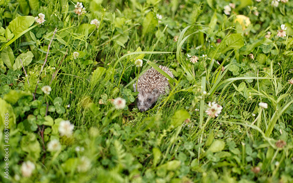 hedgehog in natural conditions, in the grass