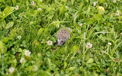hedgehog in natural conditions  in the grass