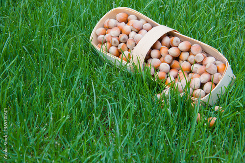 wicker basket full of freshly picked hazelnuts on the grass