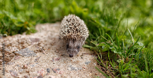 hedgehog in natural conditions, in the grass photo