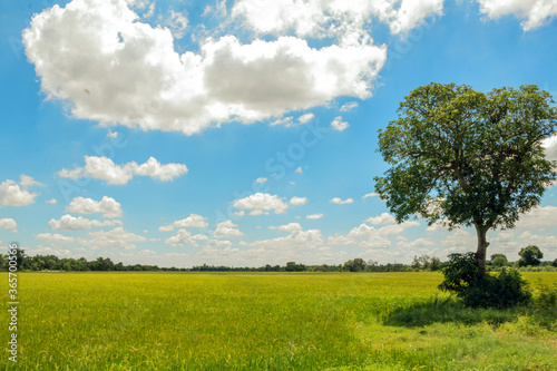 Rice fields,green tree and blue sky.Beautiful green field wallpaper.