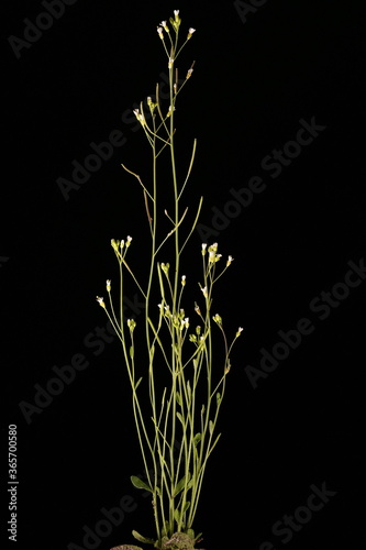 Thale Cress (Arabidopsis thaliana). Habit photo